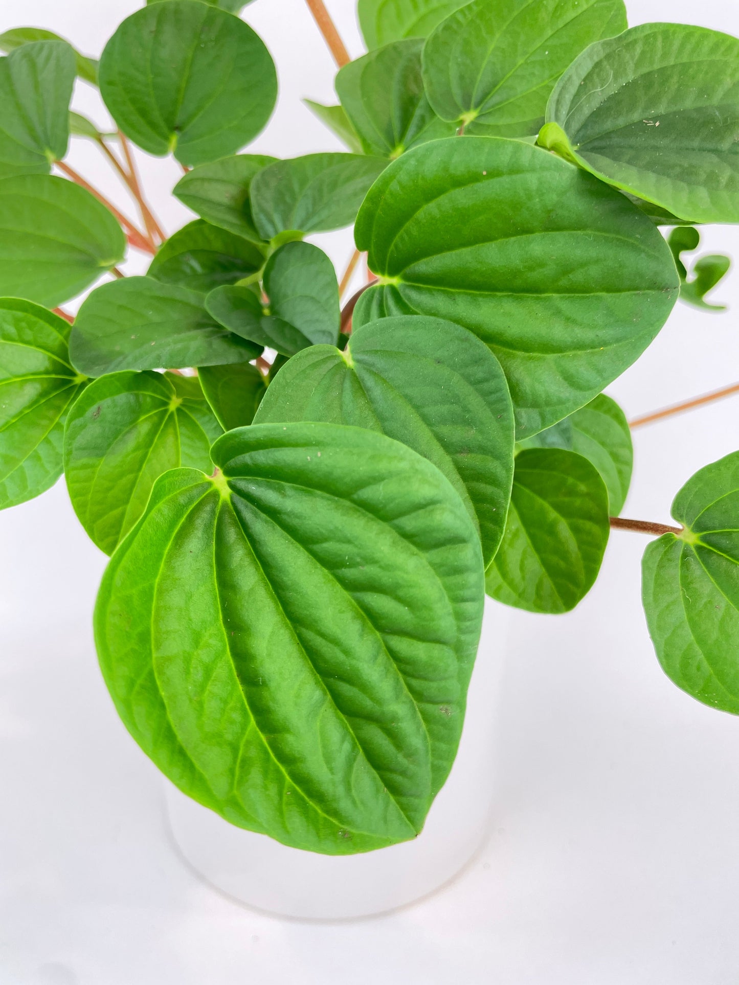 Peperomia Rana Verde by Bumble Plants