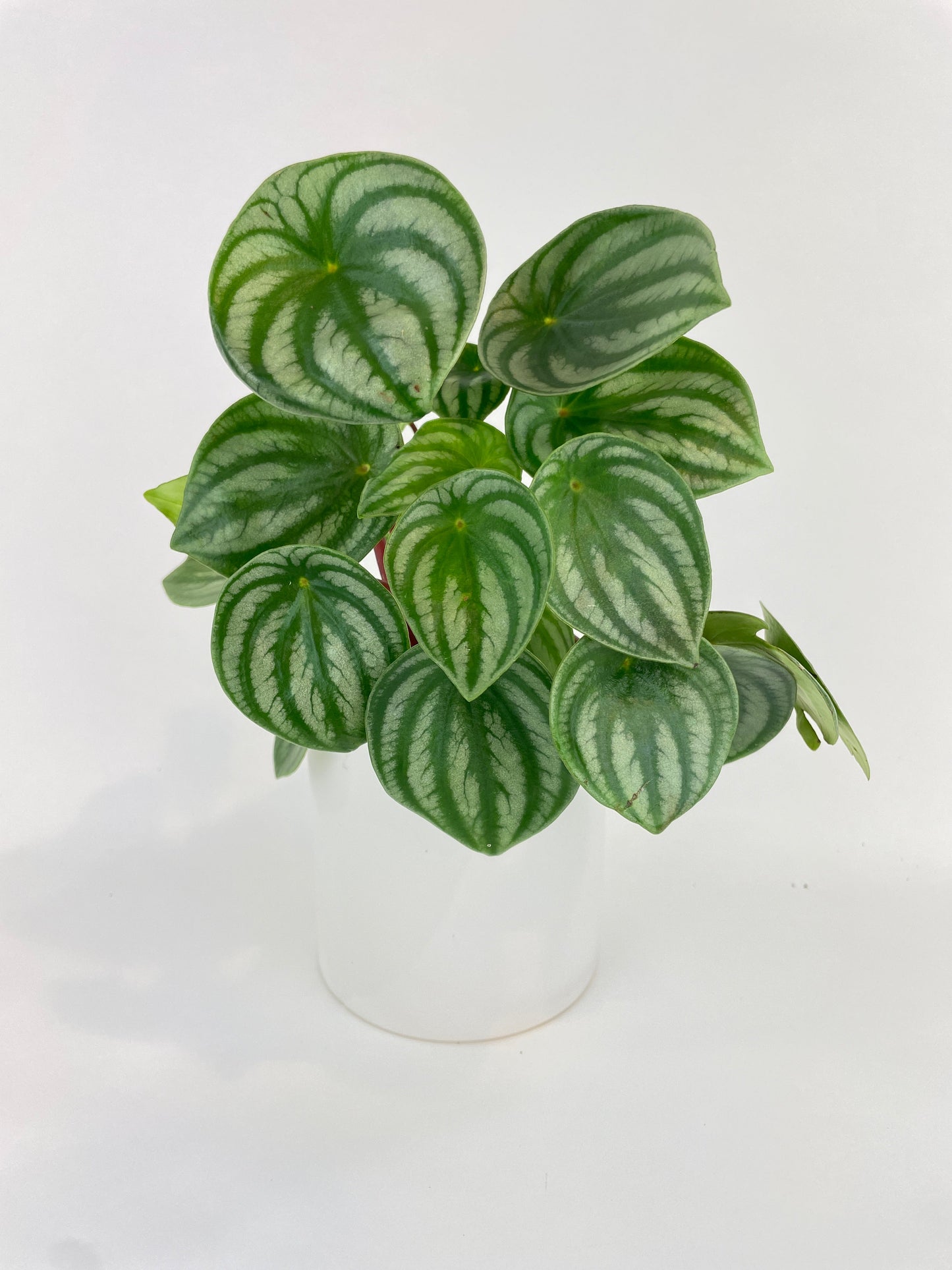 Watermelon Peperomia Argyreia by Bumble Plants