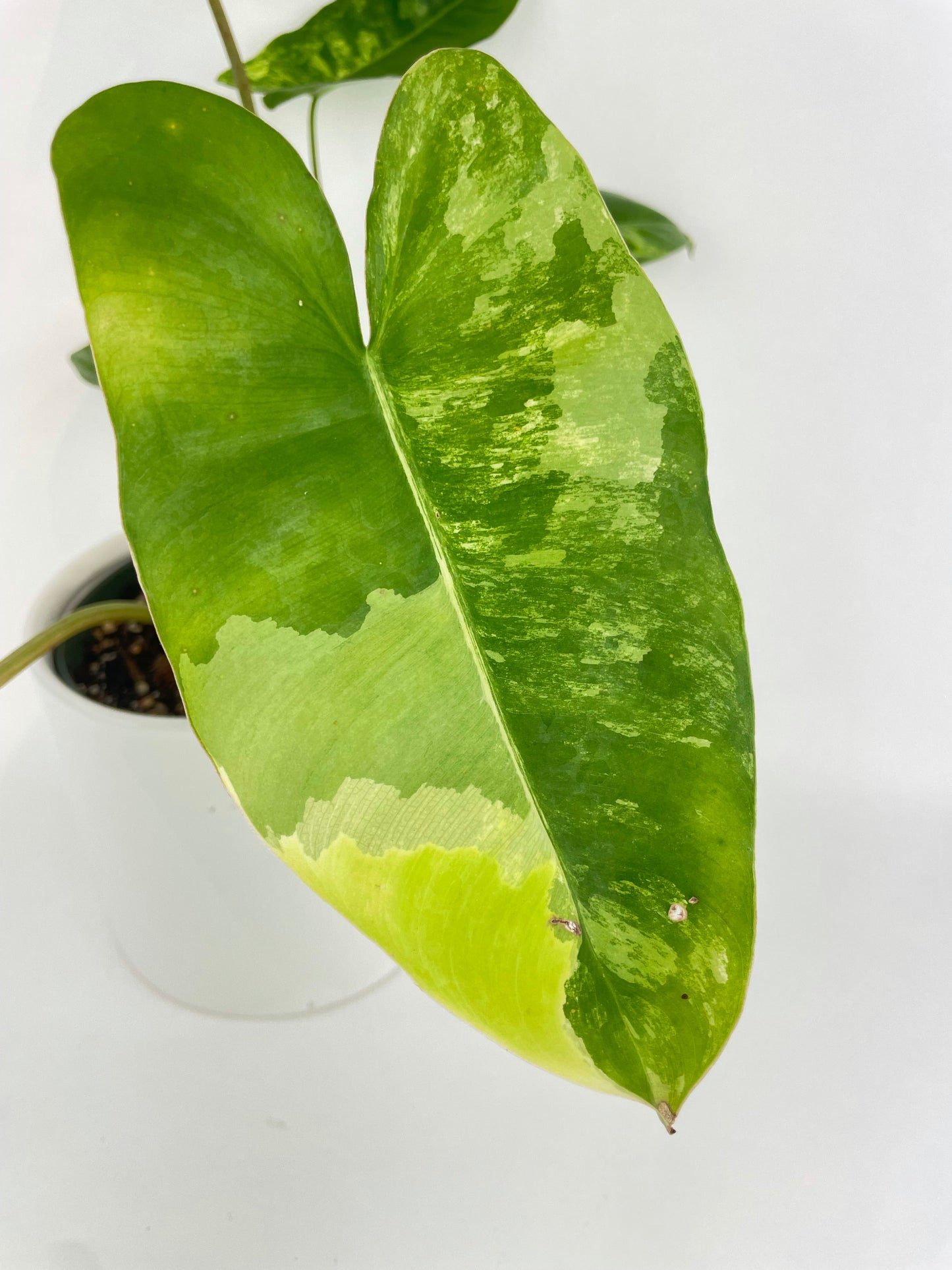 Variegated Philodendron Burle Marx by Bumble Plants