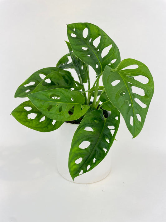 Monstera Adansonii by Bumble Plants