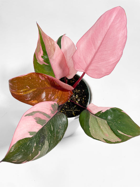 Philodendron Pink Princess by Bumble Plants