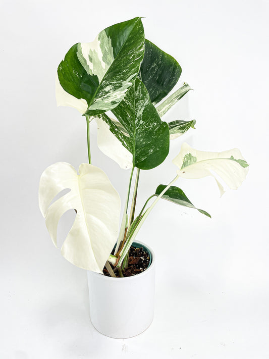 Monstera Borsigiana Variegata Albo (Mature Mother Plant) by Bumble Plants