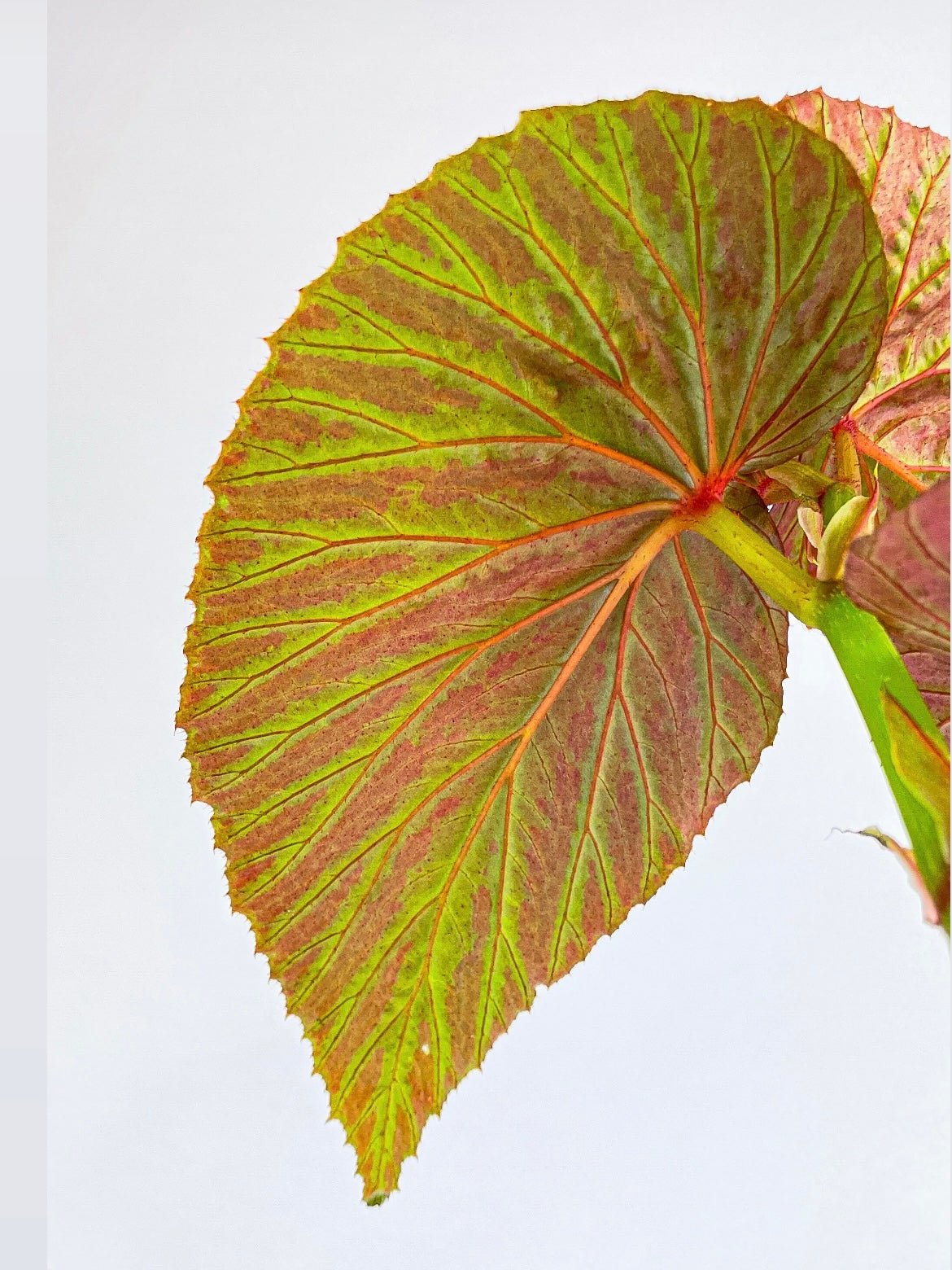 Begonia Brevirimosa Exotica by Bumble Plants