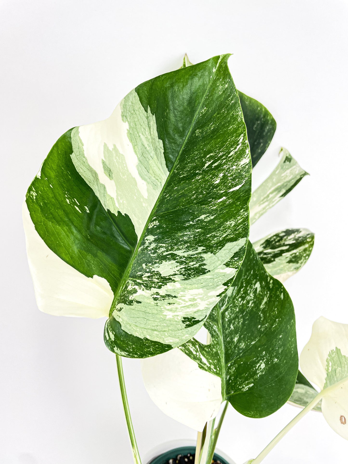 Monstera Borsigiana Variegata Albo (Mature Mother Plant) by Bumble Plants