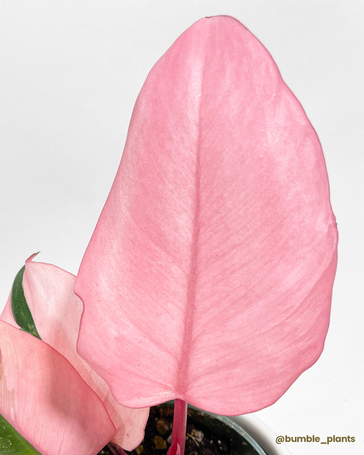 Philodendron Pink Princess by Bumble Plants