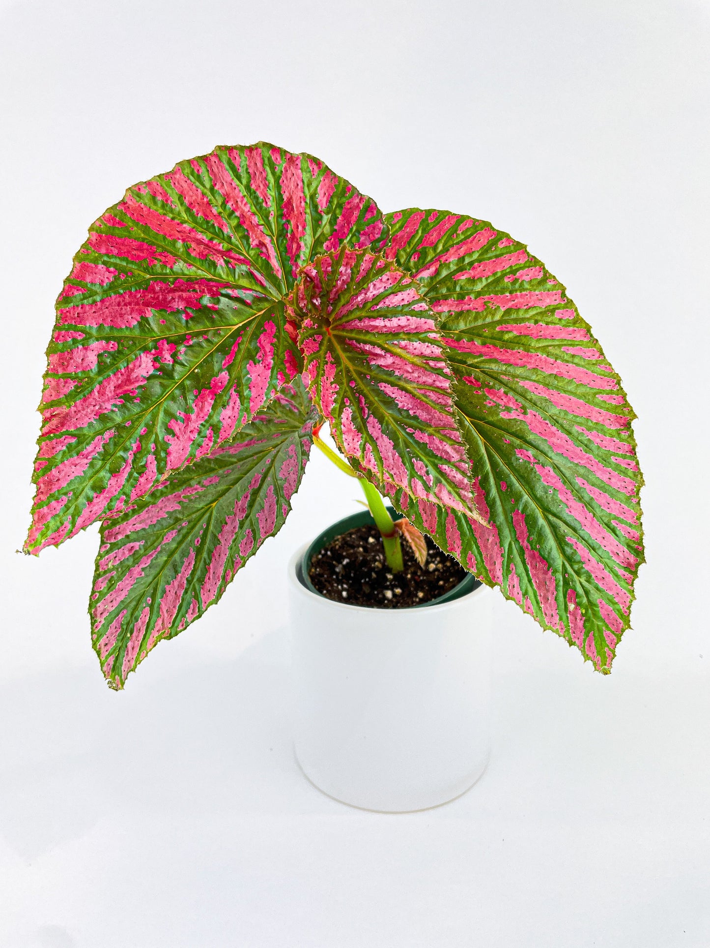 Begonia Brevirimosa Exotica by Bumble Plants