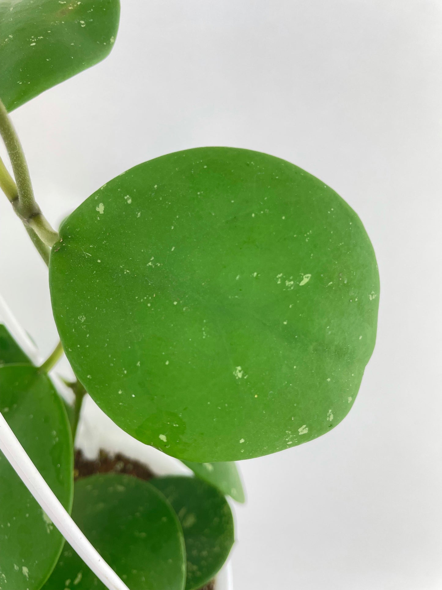 Hoya Obovata Splash by Bumble Plants