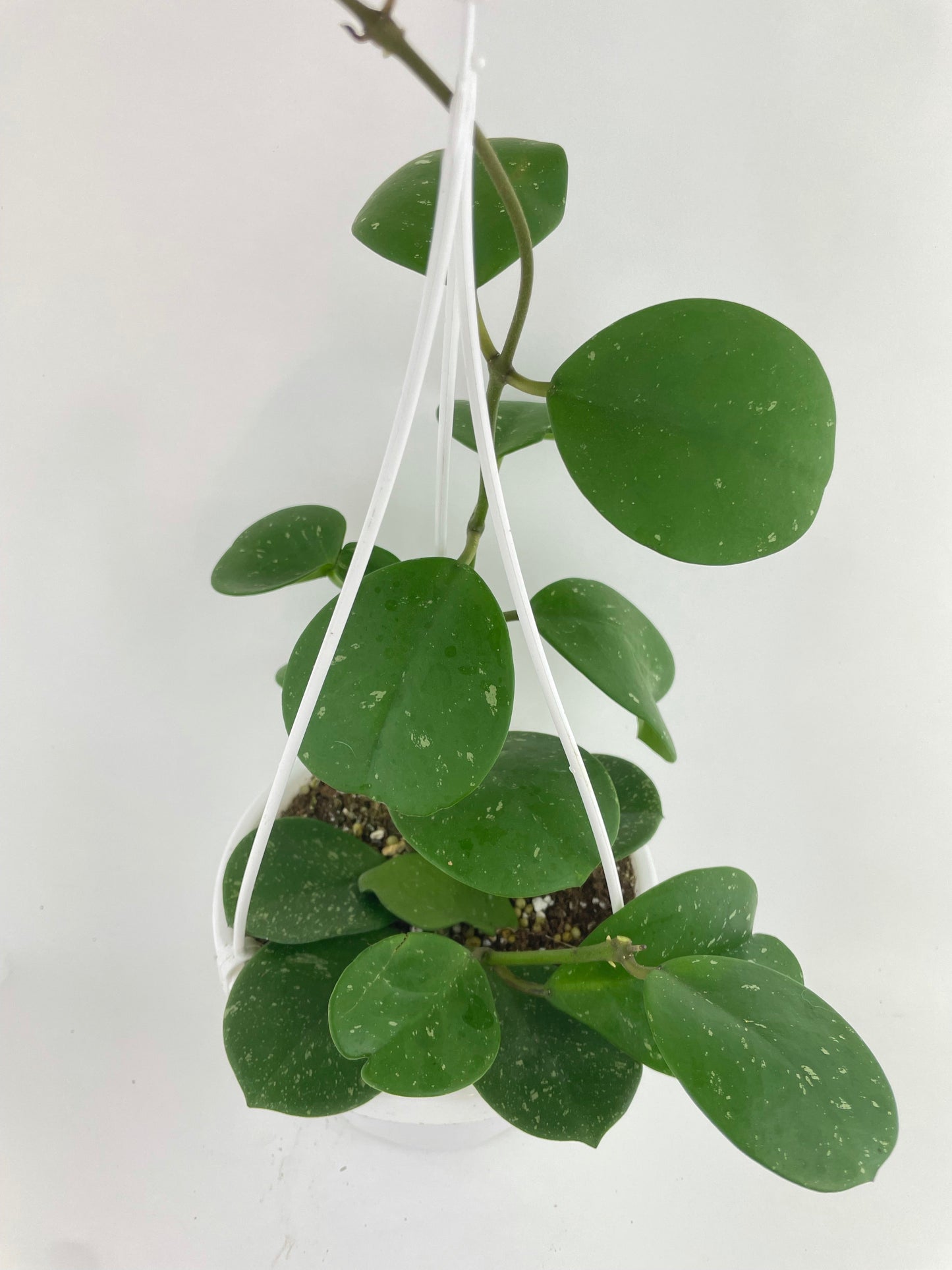 Hoya Obovata Splash by Bumble Plants