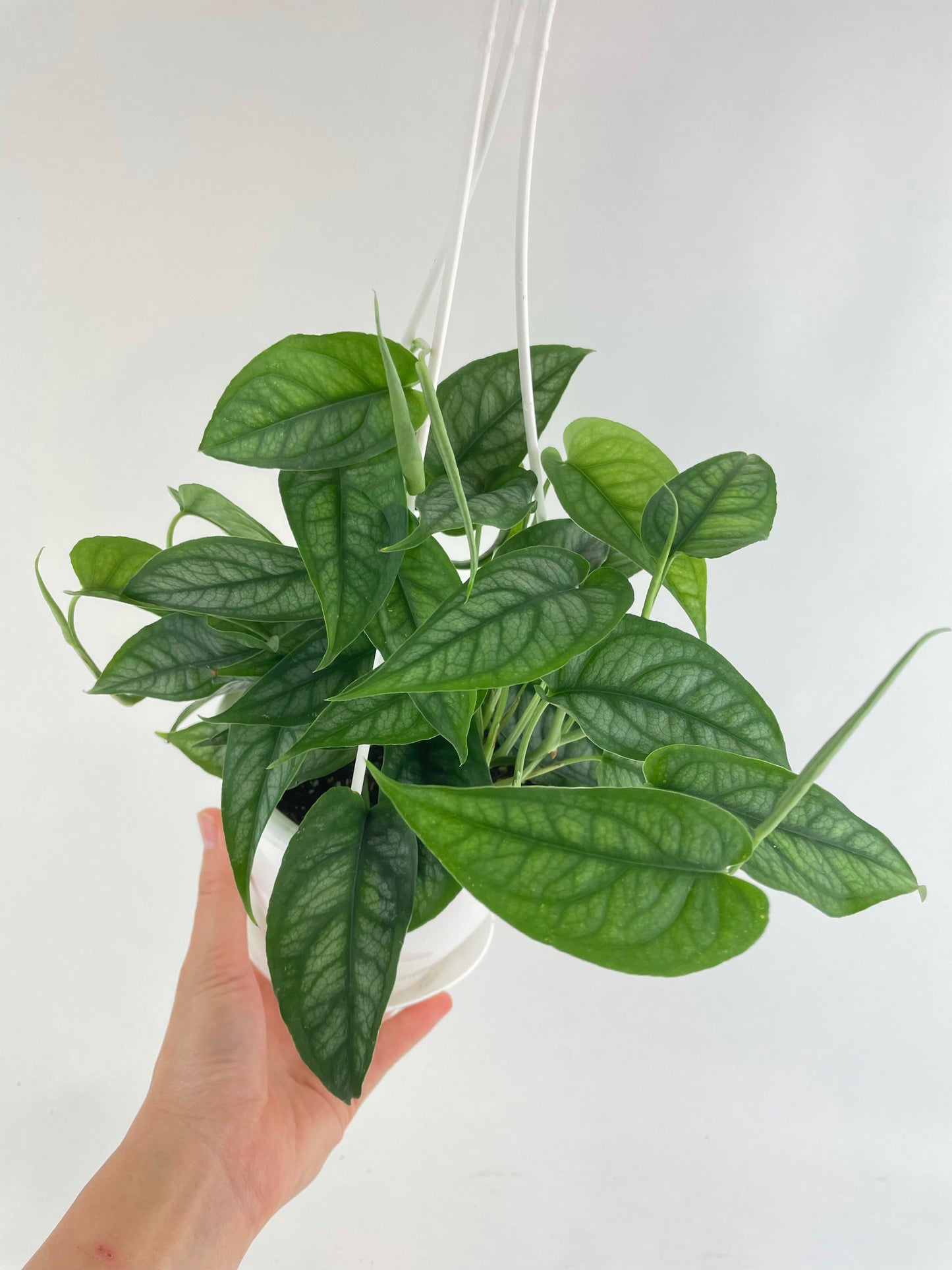 Monstera Siltepecana by Bumble Plants