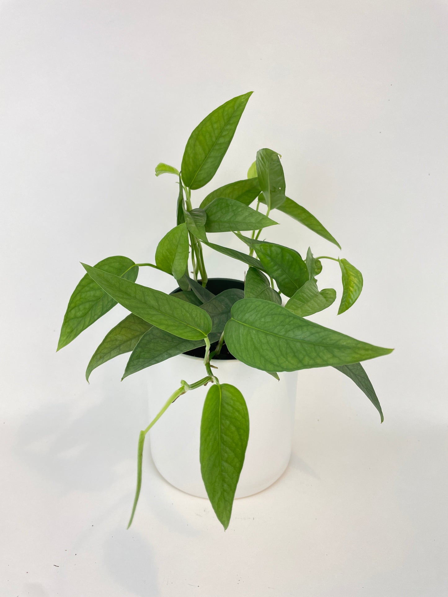 Epipremnum Pinnatum ‘Cebu Blue’ Pothos by Bumble Plants