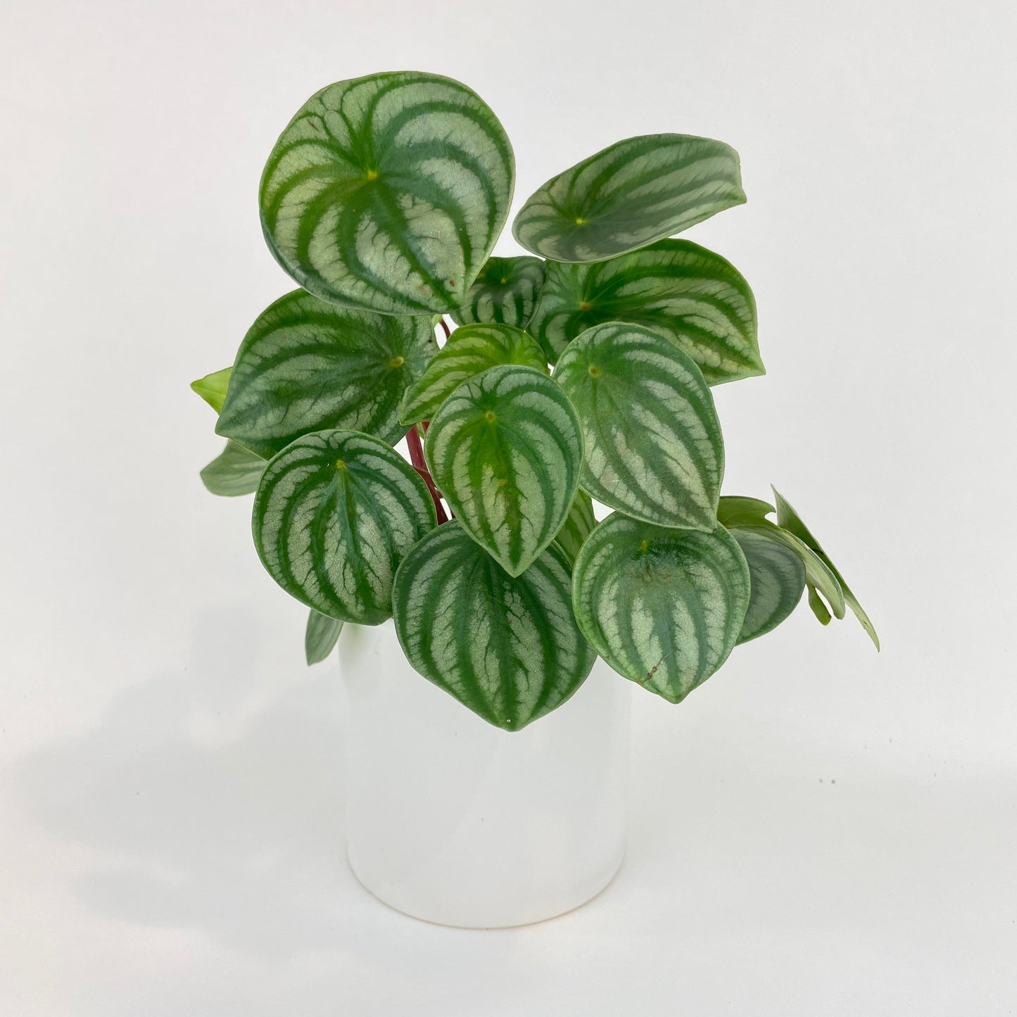 Watermelon Peperomia Argyreia by Bumble Plants