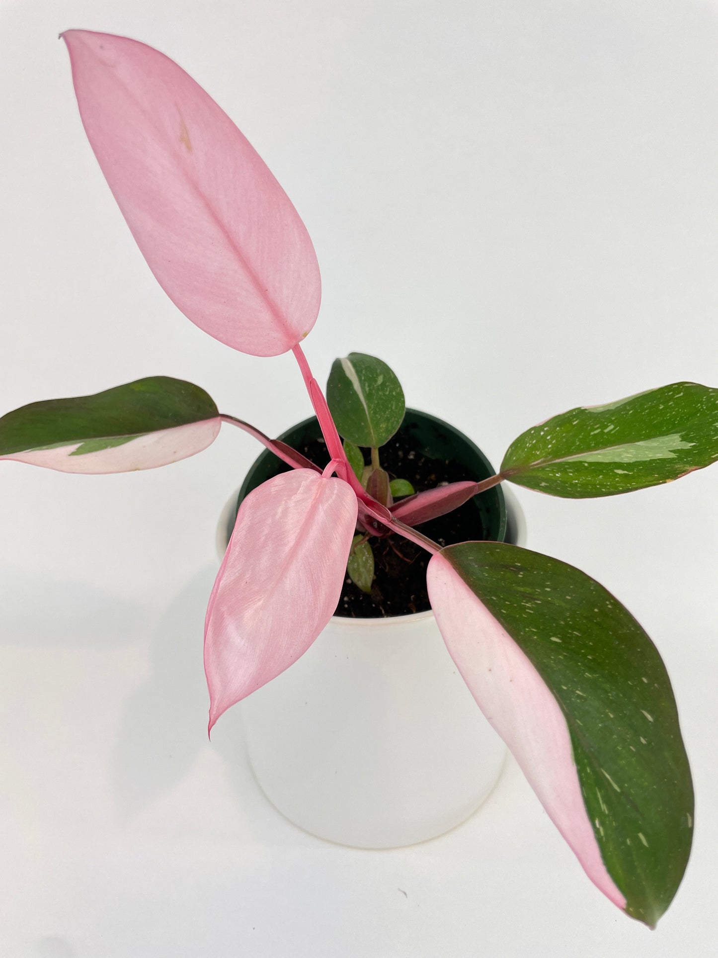 Philodendron Pink Princess by Bumble Plants