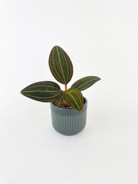 Jewel Orchid Ludisia Discolor by Bumble Plants