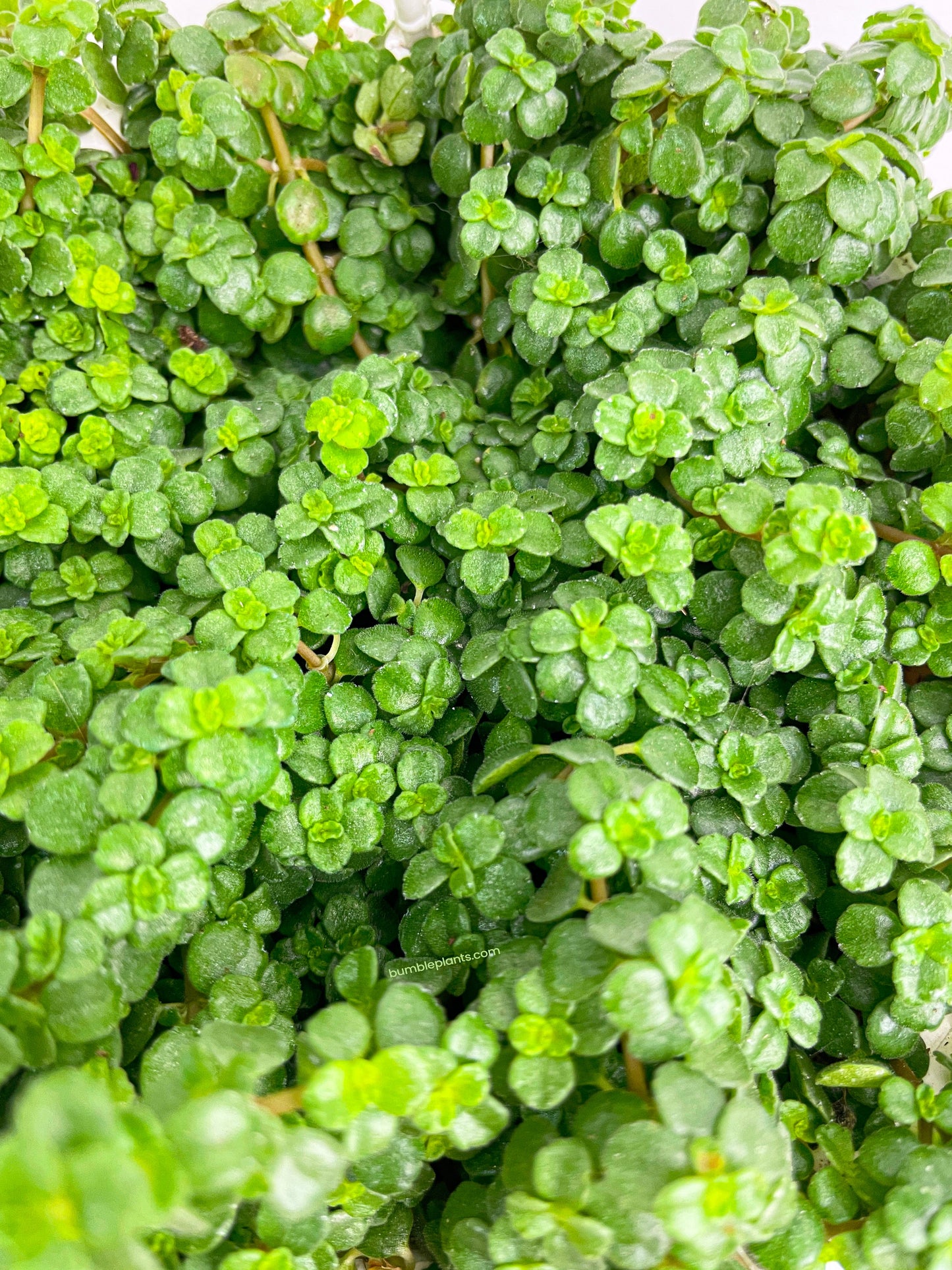 Pilea Depressa 'Baby Tears' by Bumble Plants