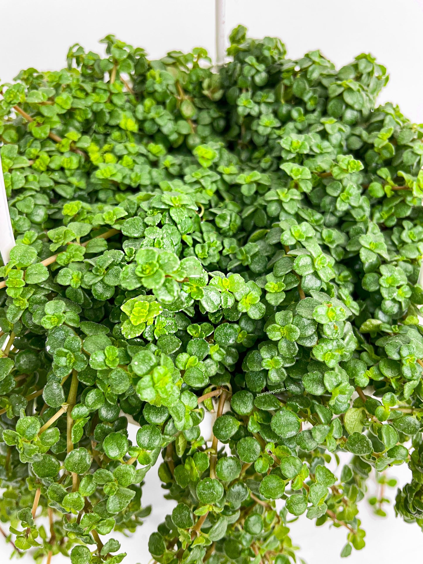 Pilea Depressa 'Baby Tears' by Bumble Plants