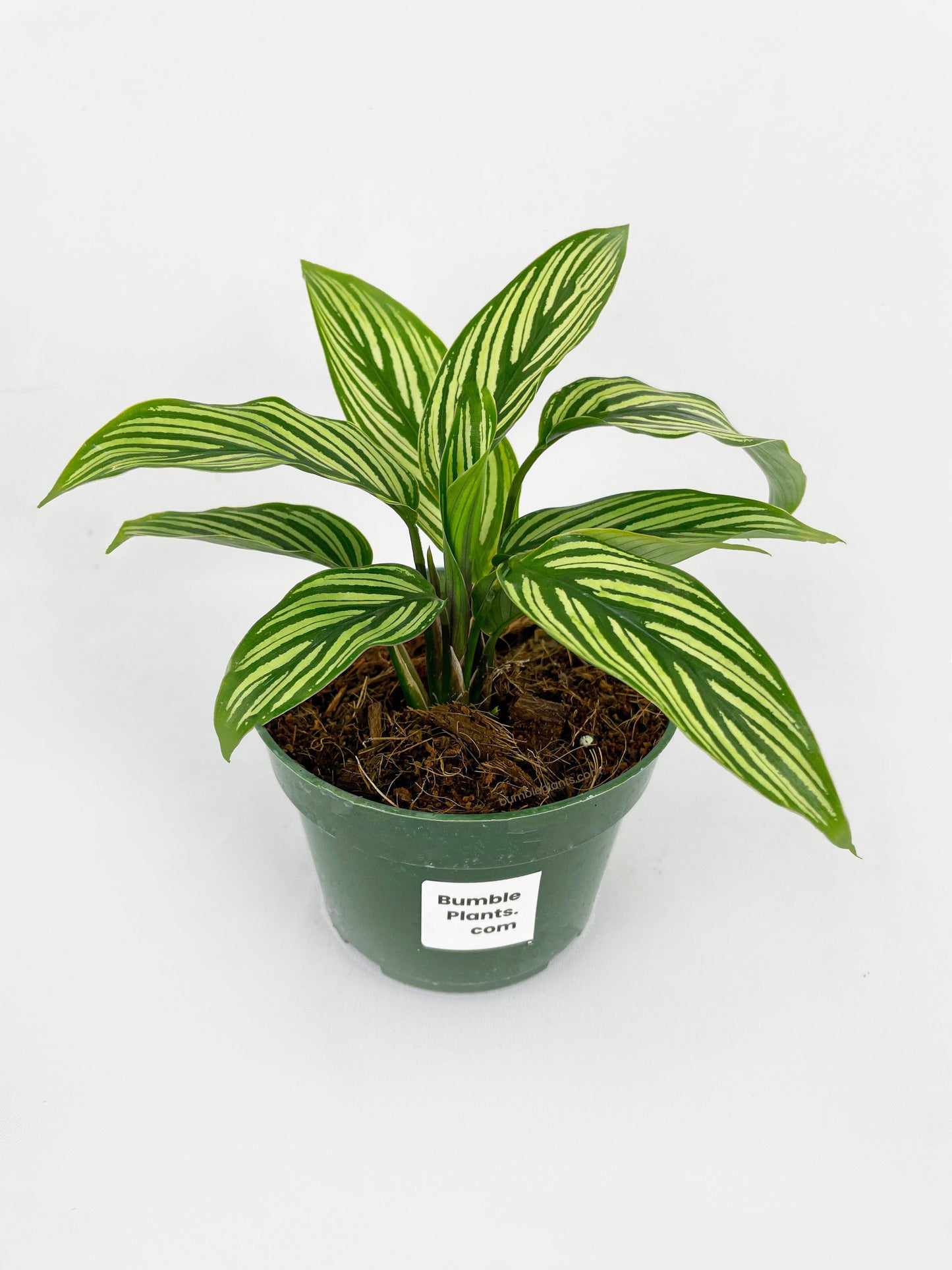 Calathea Vittata by Bumble Plants